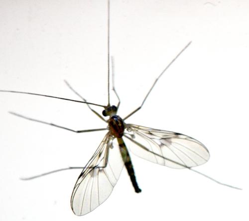 Macrocera centralis